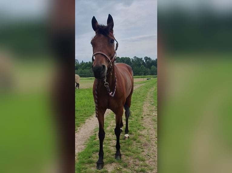 German Trotter Mare 7 years 15,1 hh Brown in Steinhaus