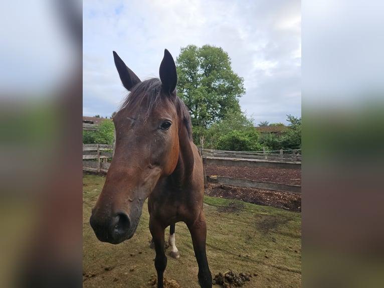 German Trotter Mare 7 years 15.1 hh Brown in Hamm