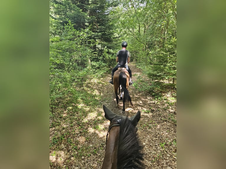 German Trotter Mare 7 years 15.1 hh Brown in Hamm