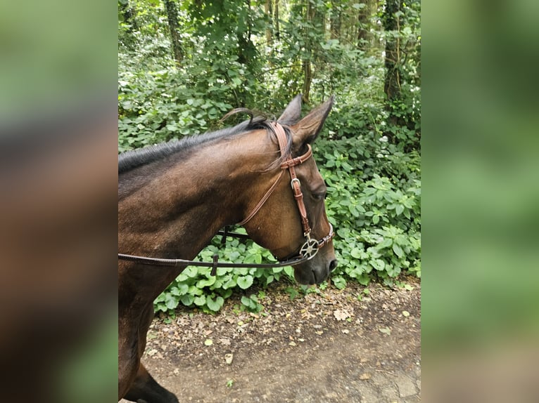 German Trotter Mare 7 years 15.1 hh Brown in Hamm