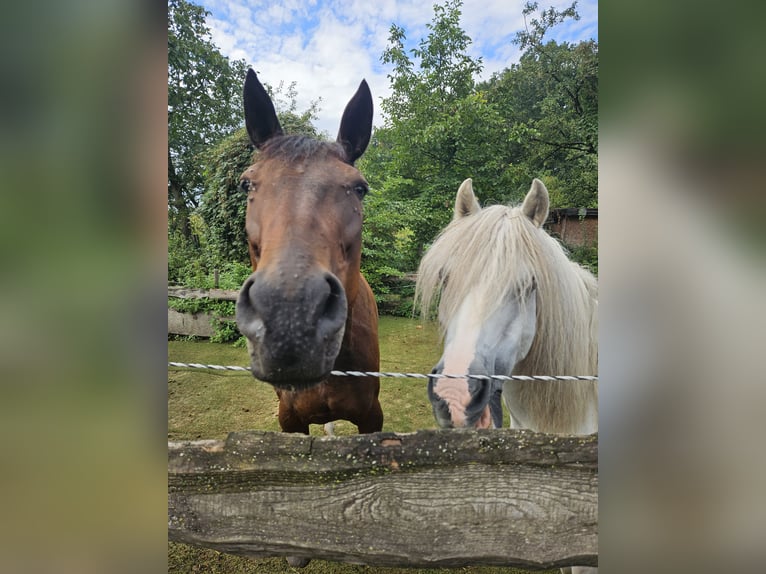 German Trotter Mare 7 years 15.1 hh Brown in Hamm