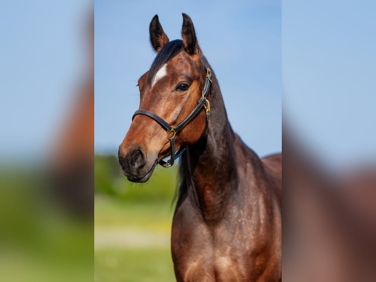 German Trotter Mare 7 years 15,1 hh Brown in Wandlitz