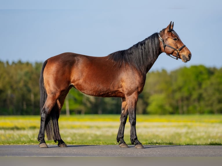 German Trotter Mare 7 years 15,1 hh Brown in Wandlitz