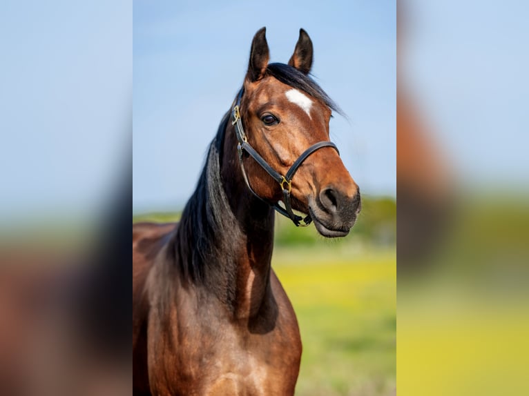 German Trotter Mare 7 years 15,1 hh Brown in Wandlitz