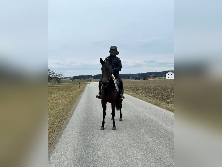 German Trotter Mare 7 years 15,2 hh Smoky-Black in Tann