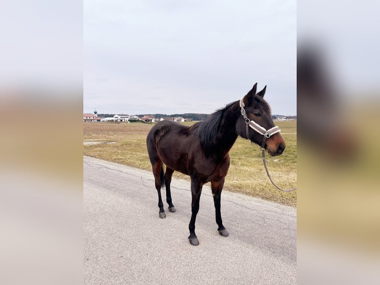 German Trotter Mare 7 years 15,2 hh Smoky-Black in Tann