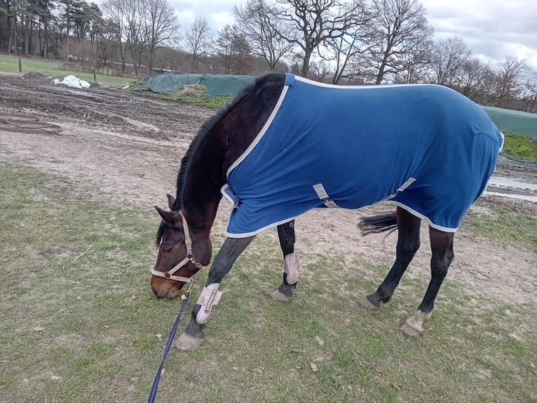 German Trotter Mare 7 years 15.3 hh Bay-Dark in Datteln