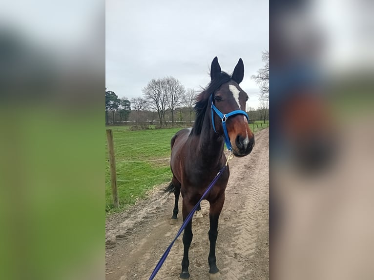 German Trotter Mare 7 years 15.3 hh Bay-Dark in Datteln