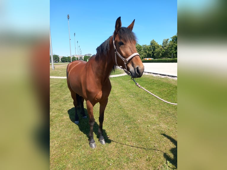 German Trotter Mare 7 years 15,1 hh Brown in Berlin