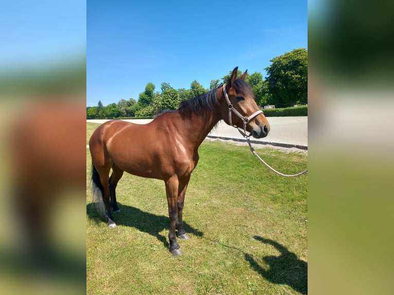 German Trotter Mare 7 years 15,1 hh Brown in Berlin