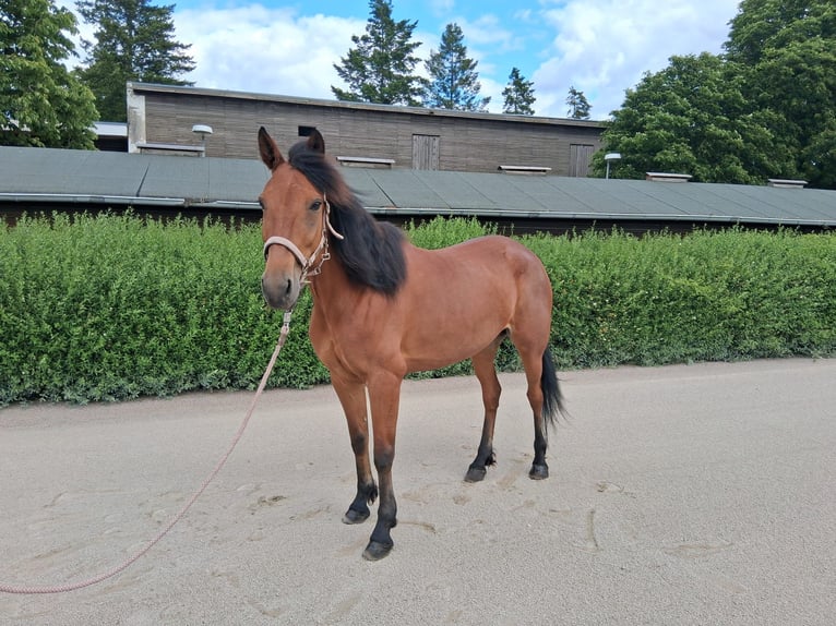 German Trotter Mare 7 years 15,1 hh Brown in Berlin