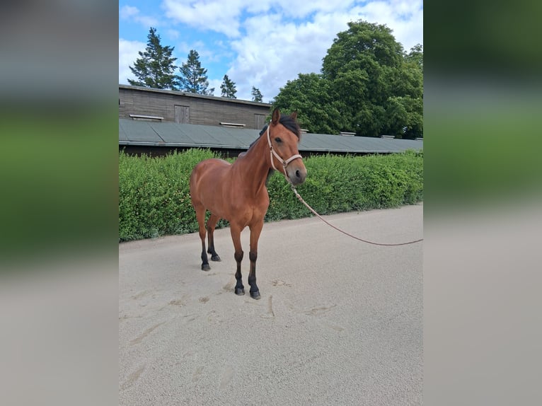 German Trotter Mare 7 years 15,1 hh Brown in Berlin