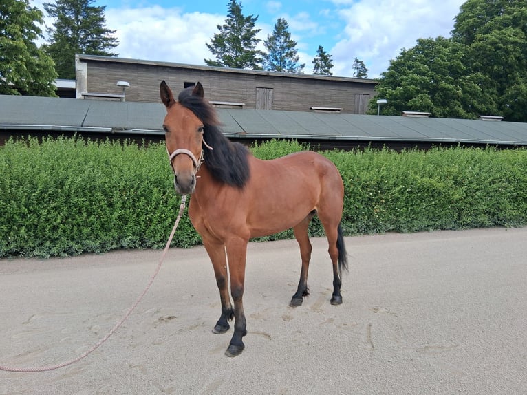 German Trotter Mare 7 years 15,1 hh Brown in Berlin