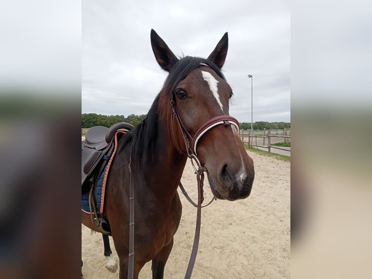 German Trotter Mare 7 years 15,3 hh Bay-Dark in Datteln