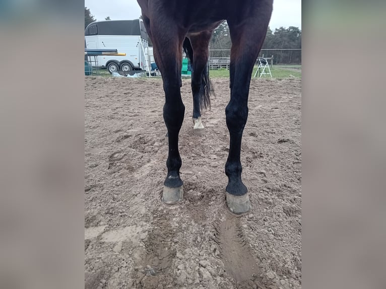 German Trotter Mare 7 years 15,3 hh Bay-Dark in Datteln