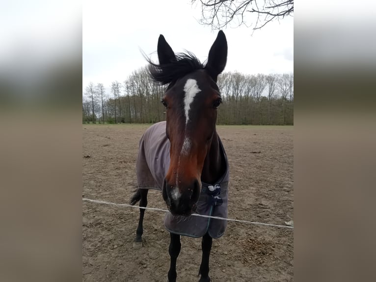 German Trotter Mare 7 years 15,3 hh Brown in Datteln