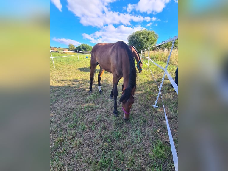 German Trotter Mare 7 years 16,1 hh Brown in Wolfhagen