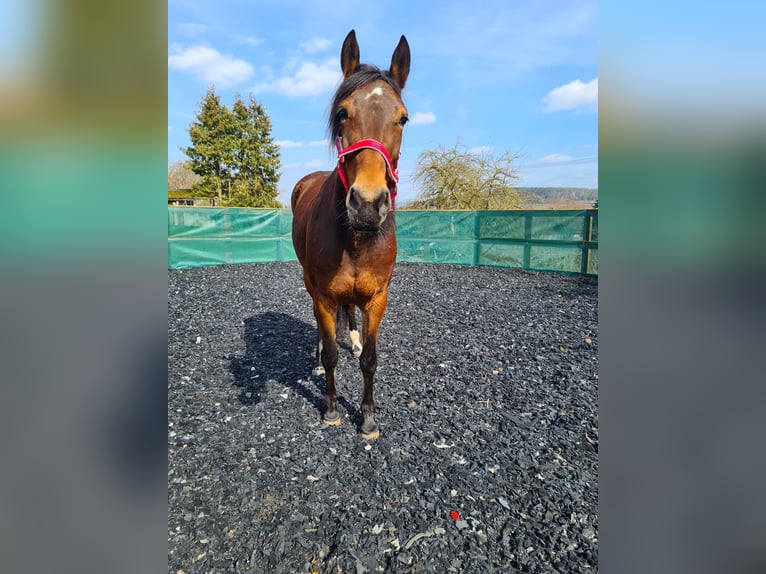 German Trotter Mare 7 years 16,1 hh Brown in Wolfhagen