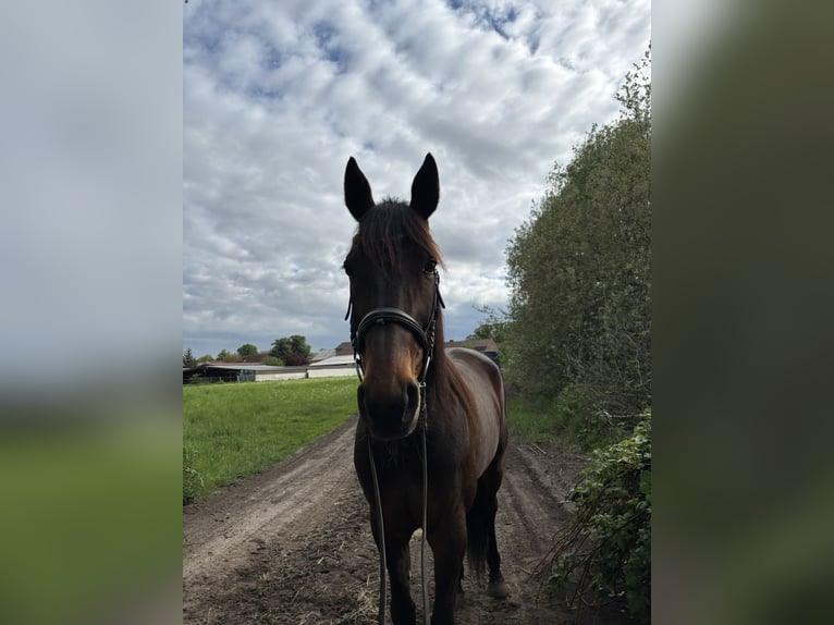German Trotter Mare 7 years 16.1 hh Brown in Zossen