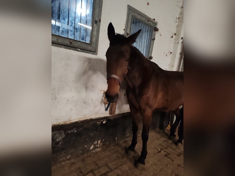 German Trotter Mare 7 years 17 hh Brown in Werne