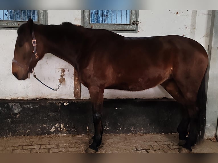 German Trotter Mare 7 years 17 hh Brown in Werne