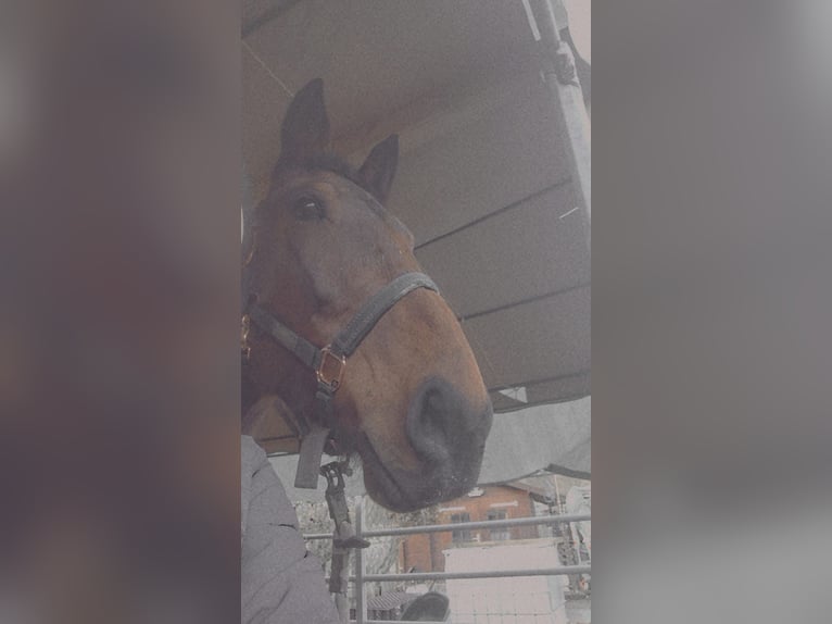 German Trotter Mare 7 years 17 hh Brown in Werne