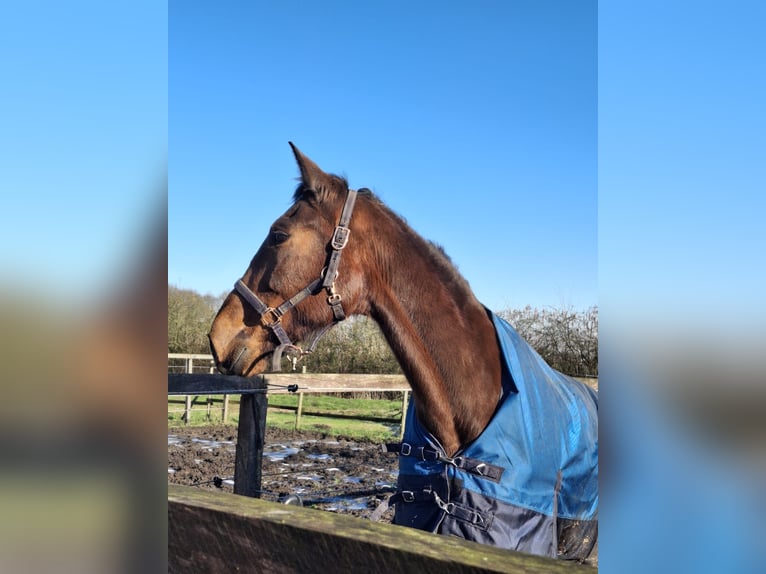 German Trotter Mare 7 years 17 hh Brown in Werne