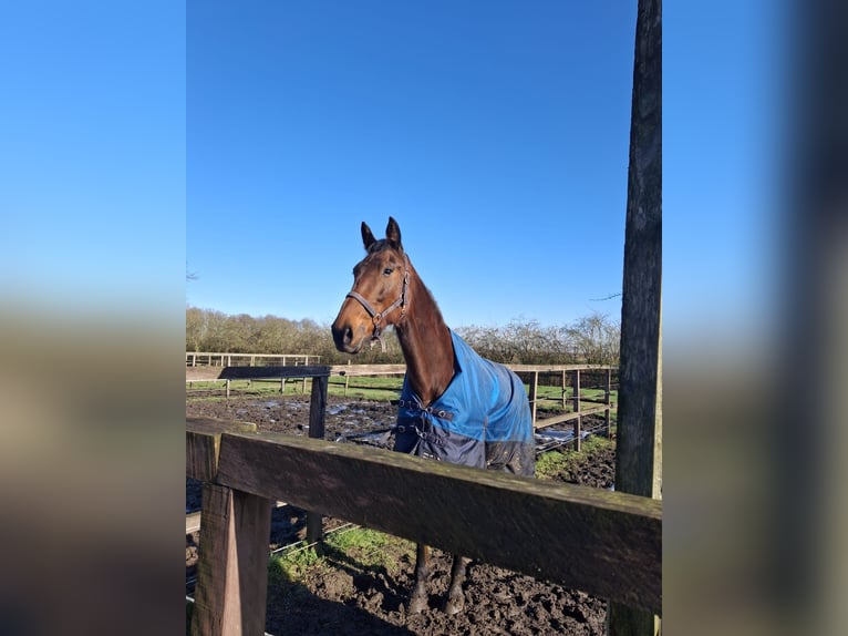 German Trotter Mare 7 years 17 hh Brown in Werne