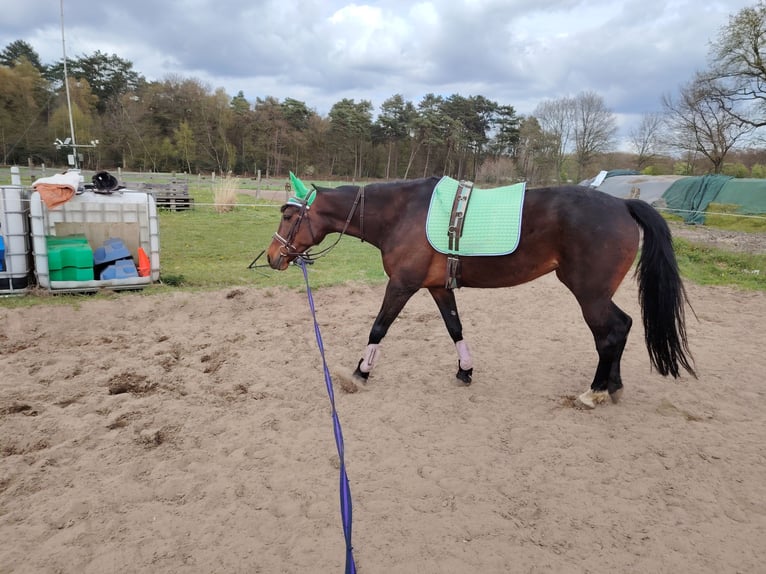 German Trotter Mare 7 years  in Datteln