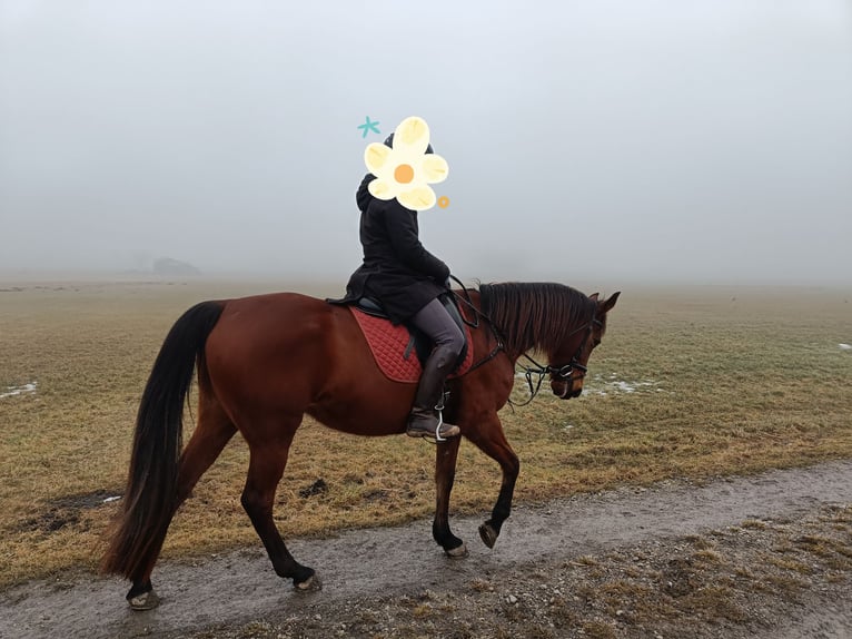 German Trotter Mare 8 years 15.3 hh Brown in Pähl