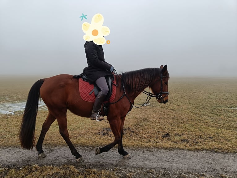 German Trotter Mare 8 years 15.3 hh Brown in Pähl