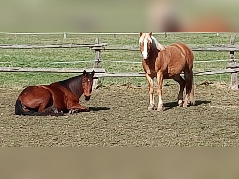 German Trotter Mare 8 years 15.3 hh Brown in Pähl