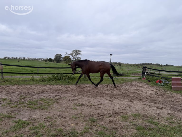German Trotter Mare 8 years 16.1 hh Brown in Tolkamer