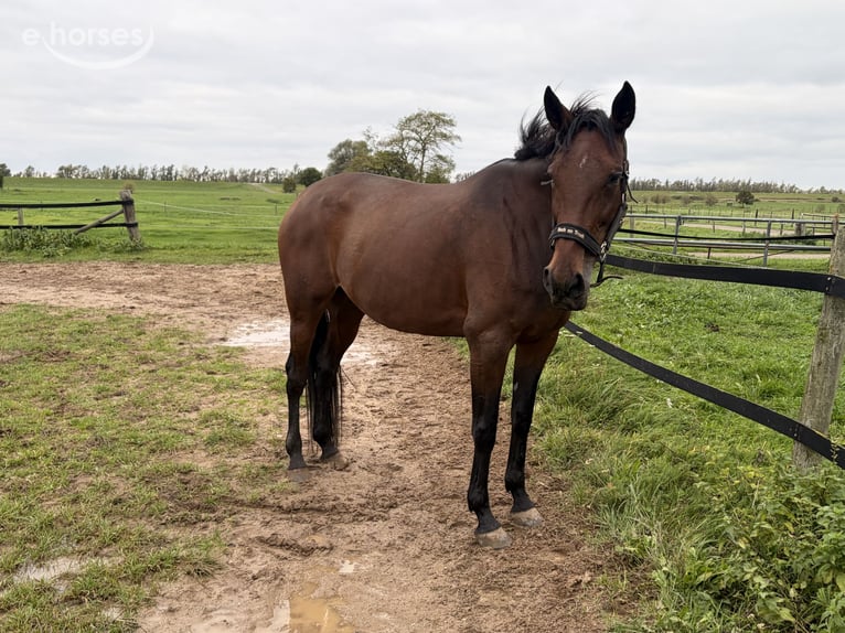 German Trotter Mare 8 years 16.1 hh Brown in Tolkamer