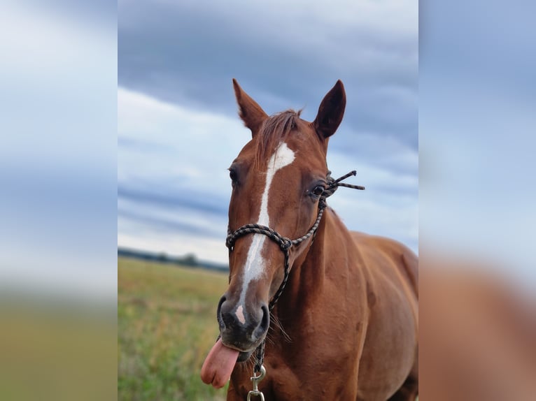 German Trotter Mare 8 years 16 hh Chestnut-Red in Beelitz