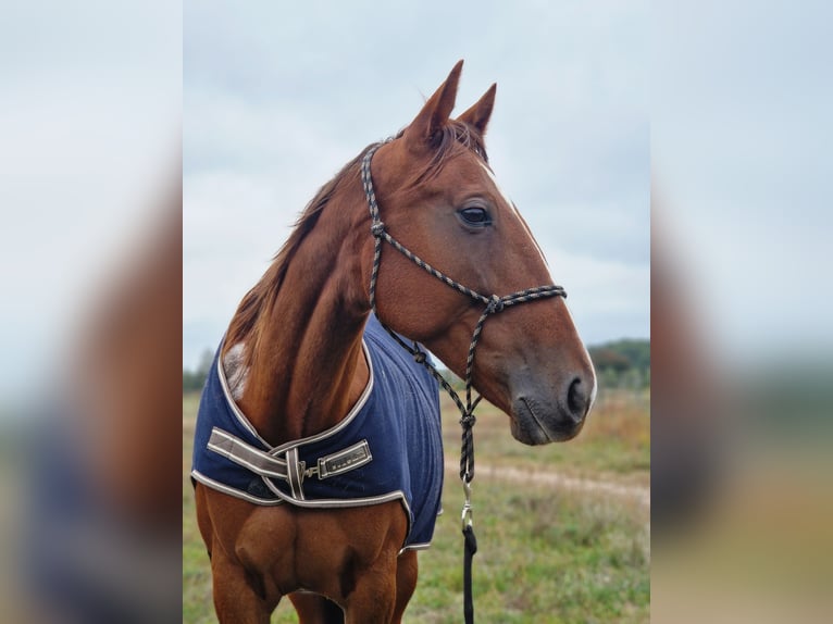 German Trotter Mare 8 years 16 hh Chestnut-Red in Beelitz