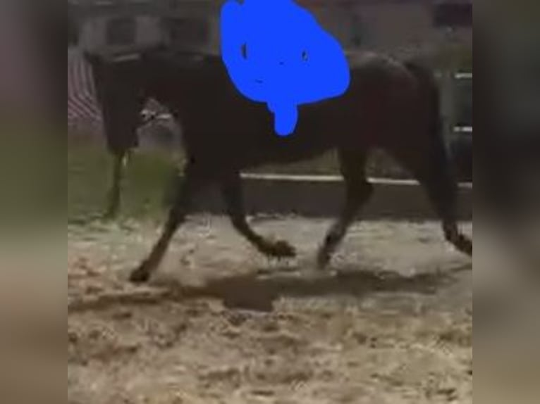 German Trotter Mare 8 years 16,1 hh Bay-Dark in Karlshuld