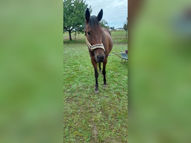 German Trotter Mare 8 years 16,1 hh Bay-Dark in Karlshuld