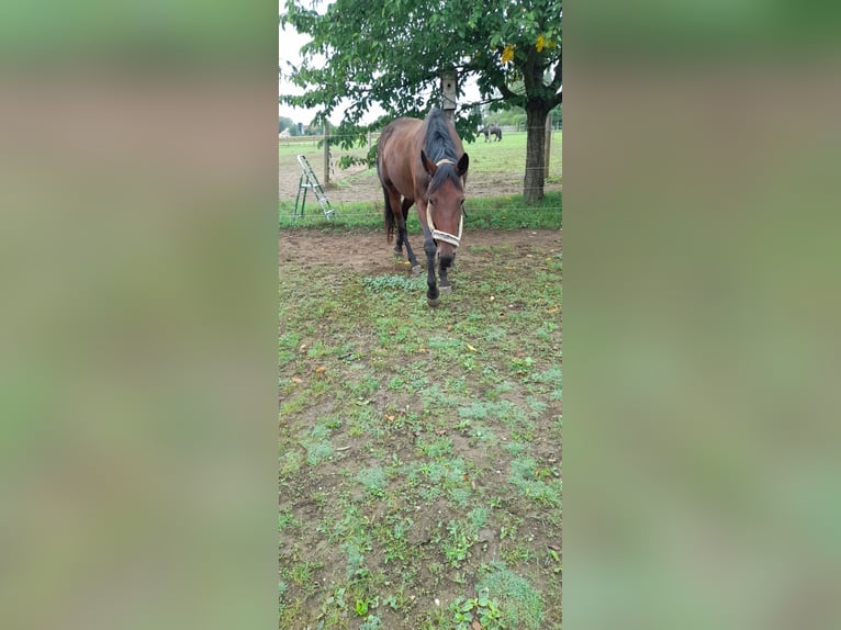 German Trotter Mare 8 years 16,1 hh Bay-Dark in Karlshuld