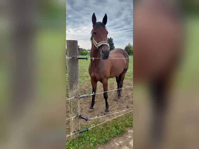 German Trotter Mare 8 years 16,1 hh Bay-Dark in Neuburg an der Donau