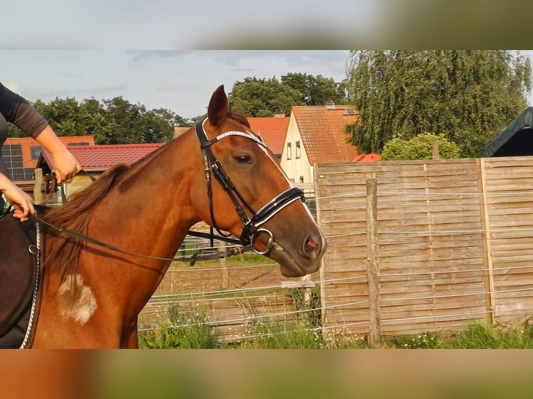German Trotter Mare 8 years 6,1 hh Chestnut-Red in Beelitz