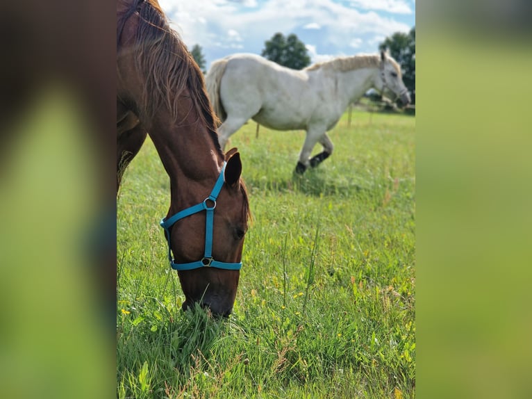 German Trotter Mare 8 years 6,1 hh Chestnut-Red in Beelitz