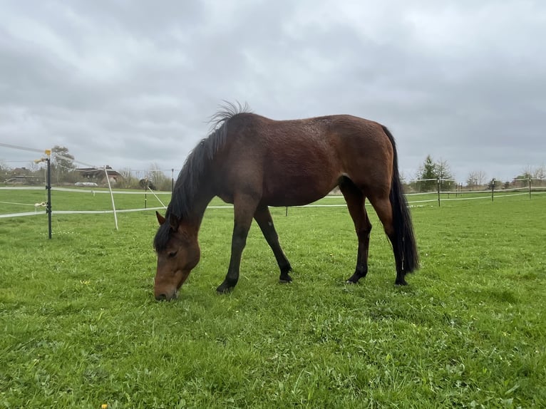German Trotter Mare 9 years 14,1 hh Brown in Köhn