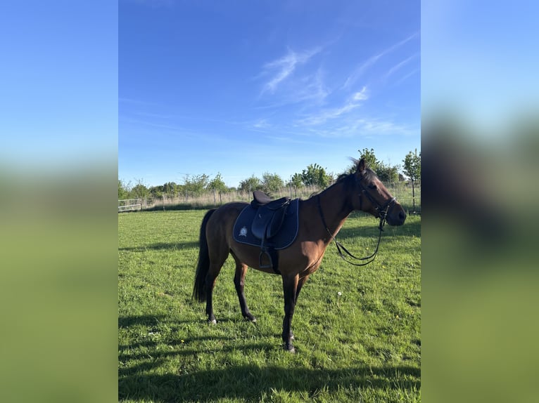 German Trotter Mare 9 years 14,1 hh Brown in Köhn