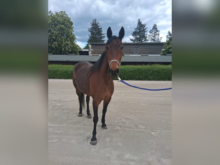 German Trotter Mare 9 years 14,2 hh Brown in Berlin