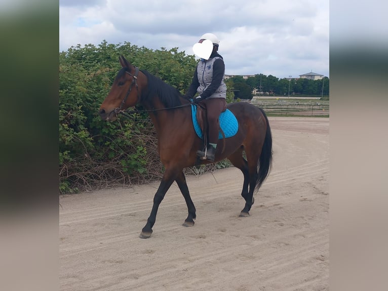 German Trotter Mare 9 years 14,2 hh Brown in Berlin