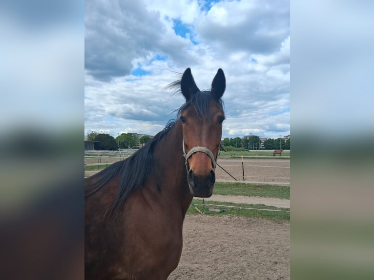 German Trotter Mare 9 years 14,2 hh Brown in Berlin
