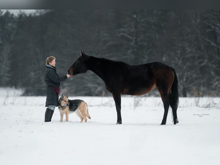 German Trotter Mare 9 years 15,1 hh Brown in Thyrow