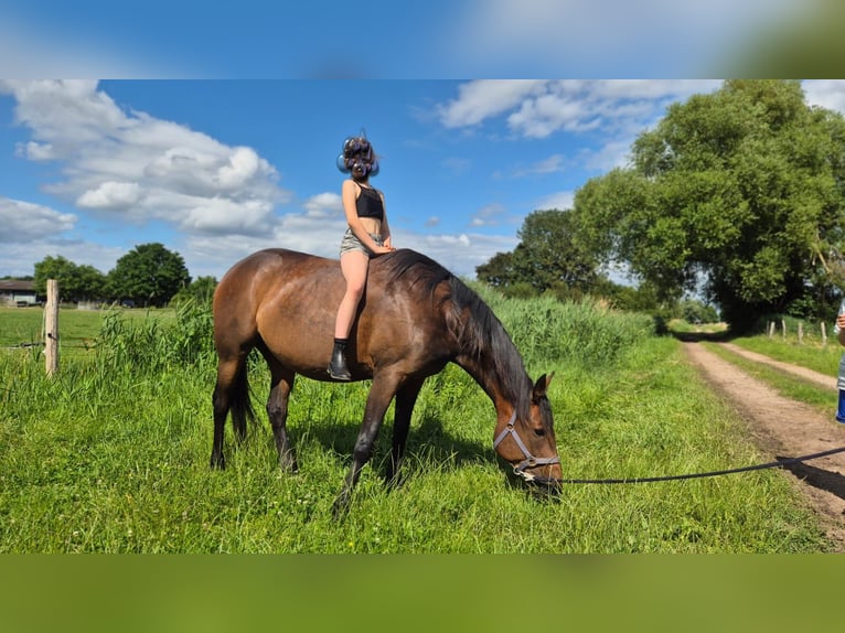 German Trotter Mare 9 years 15,1 hh Brown in Thyrow