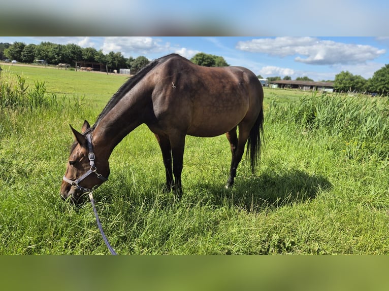 German Trotter Mare 9 years 15,1 hh Brown in Thyrow